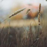 a random picture from 'picsum.photos' website